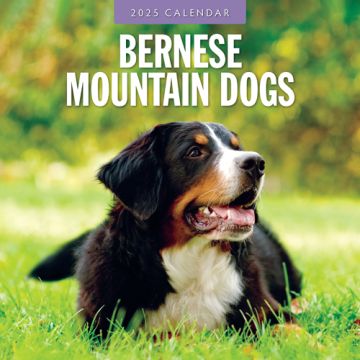 Kalender 2025 - Bernese Mountain Dogs 