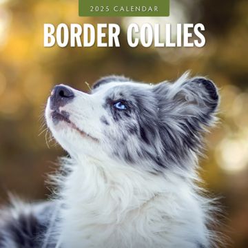 Kalender 2025 - Border Collies 