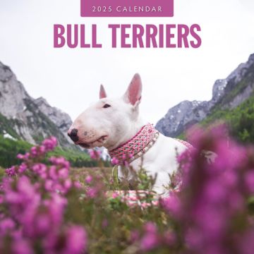 Kalender 2025 - Bull Terriers 