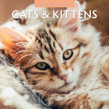 Kalender 2025 - Cats & Kittens 