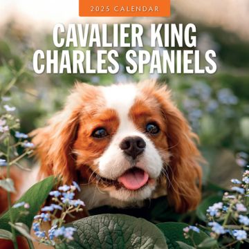 Kalender 2025 - Cavalier King Charles Spaniels 