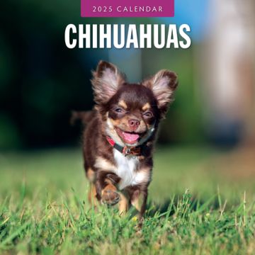 Kalender 2025 - Chihuahuas 