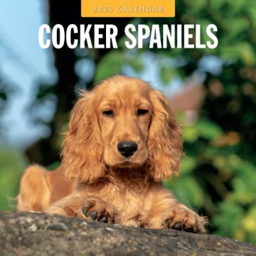 Kalender 2025 - Cocker Spaniels 