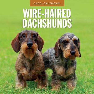 Kalender 2025 Wire-Haired Dachshunds