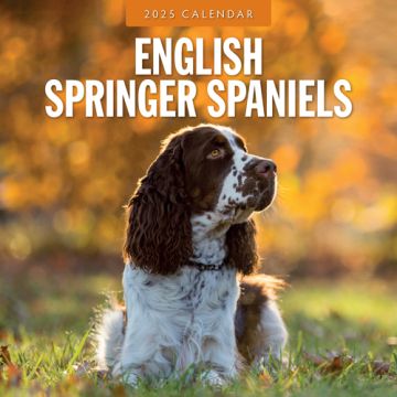 Kalender 2025 - English Springer Spaniels 