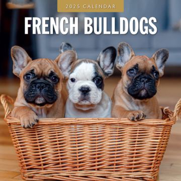 Kalender 2025 - French Bulldogs 