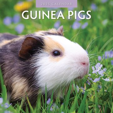 Kalender 2025 - Guinea Pigs 