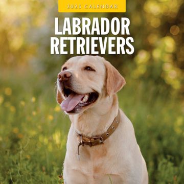 Kalender 2025 Labrador Retrievers 