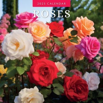 Kalender 2025 Roses