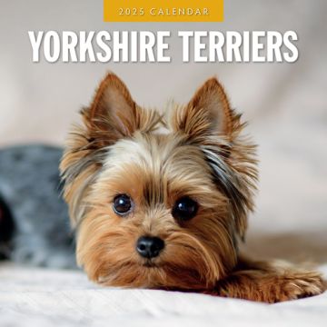 Kalender 2025 Yorkshire Terriers